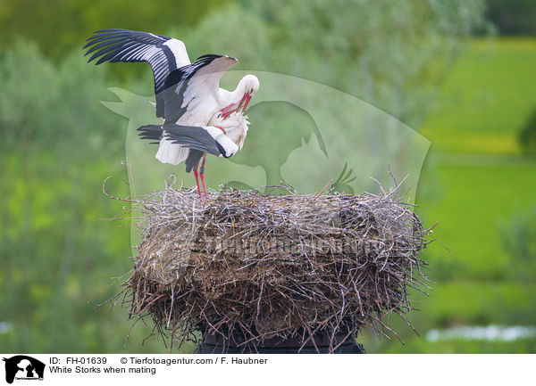 White Storks when mating / FH-01639