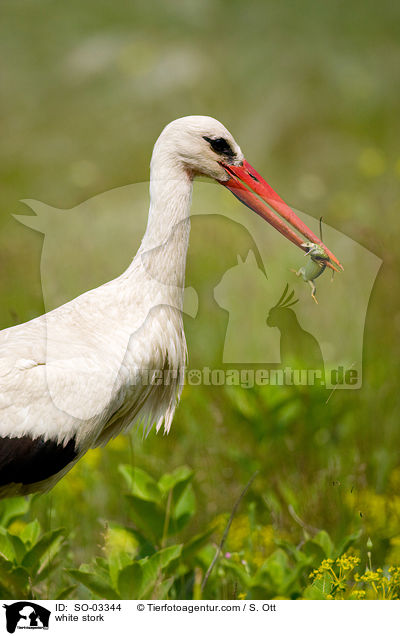 white stork / SO-03344