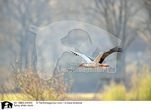 flying white stork / MBS-24065