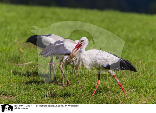 white storks / PW-10837