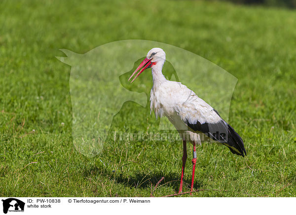 white stork / PW-10838