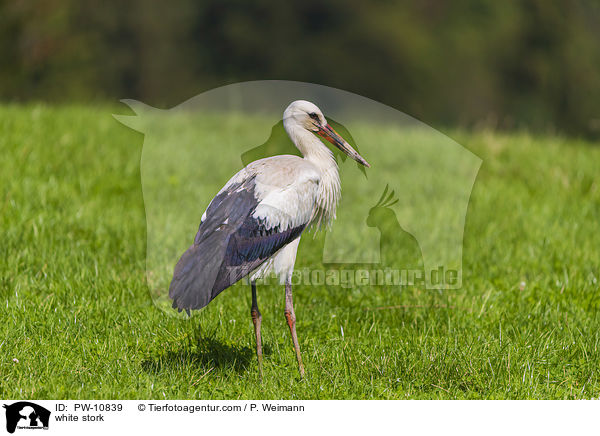 white stork / PW-10839