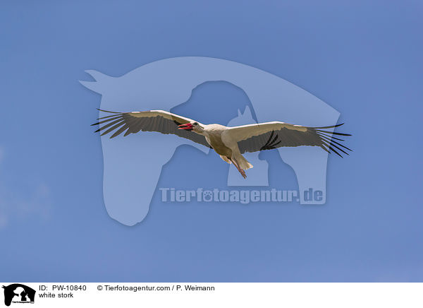 white stork / PW-10840
