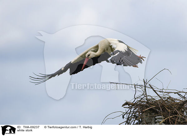 white stork / THA-09237