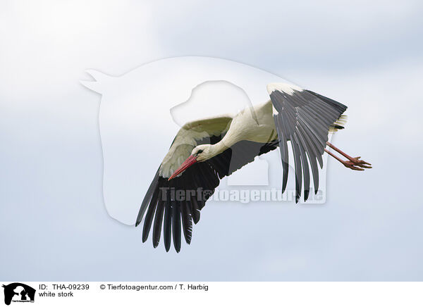 white stork / THA-09239