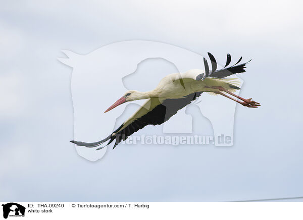 white stork / THA-09240