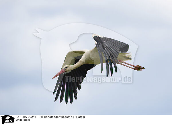 white stork / THA-09241