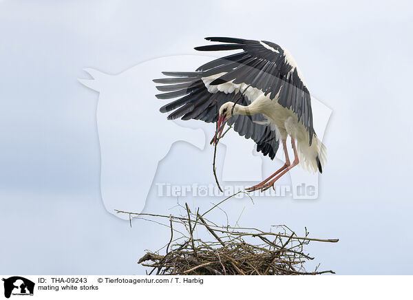 mating white storks / THA-09243