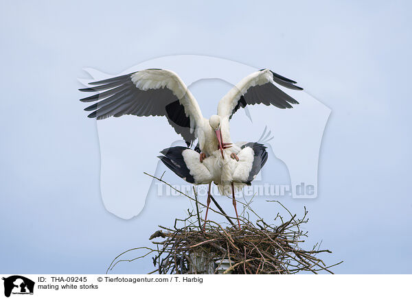 mating white storks / THA-09245