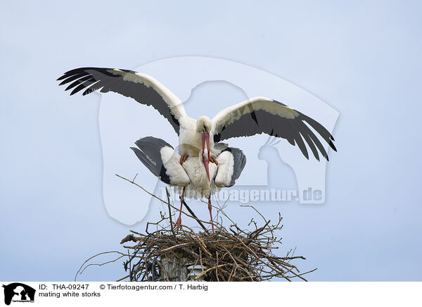 mating white storks / THA-09247