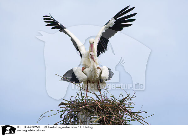 mating white storks / THA-09250