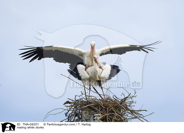 mating white storks / THA-09251