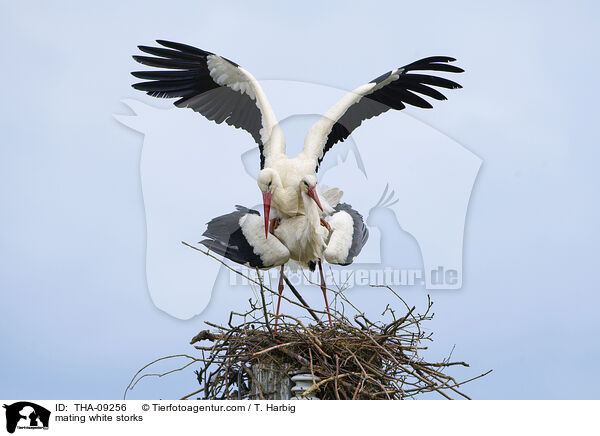 mating white storks / THA-09256