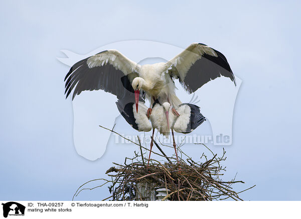 mating white storks / THA-09257