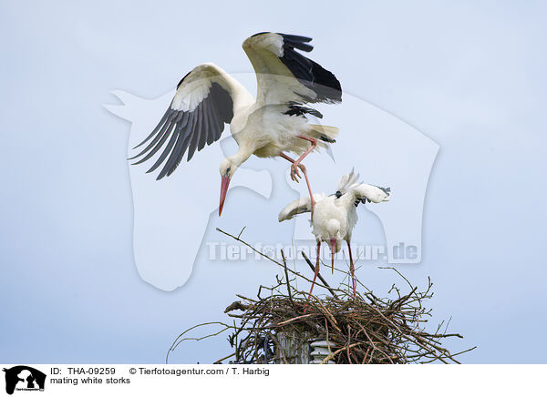 mating white storks / THA-09259