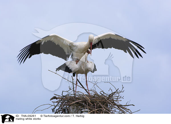 mating white storks / THA-09261