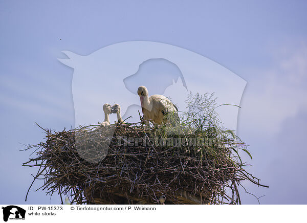 Weistrche / white storks / PW-15373