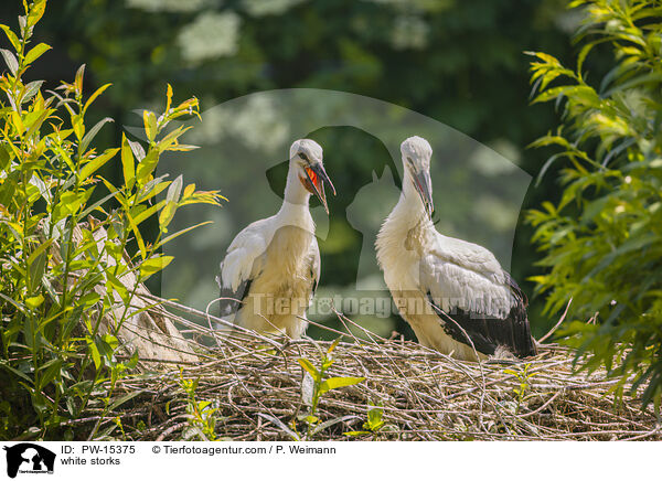 white storks / PW-15375