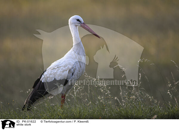 white stork / PK-01622