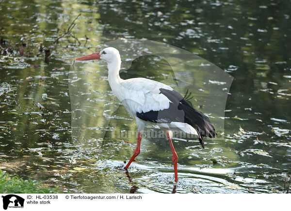 white stork / HL-03538