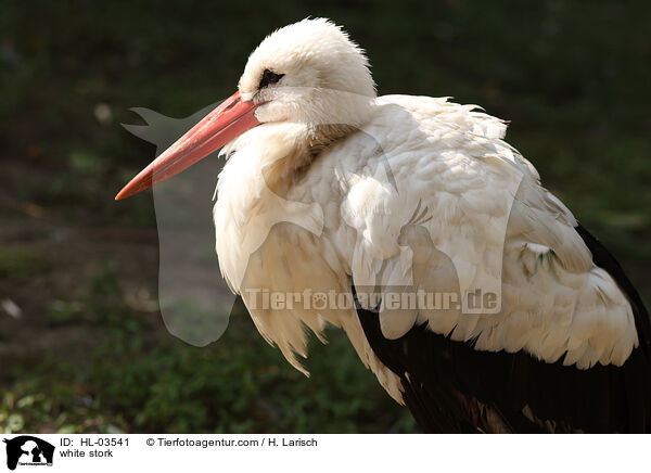 white stork / HL-03541