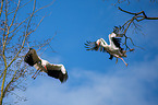 2 white storks