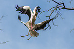 2 white storks