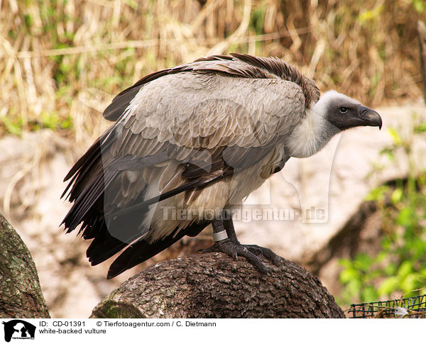 white-backed vulture / CD-01391