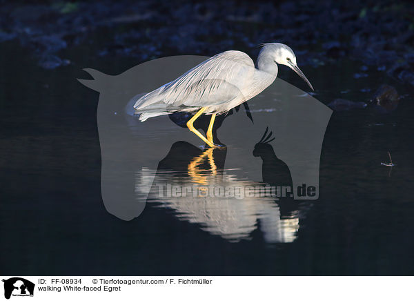 walking White-faced Egret / FF-08934