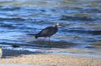 walking White-faced Egret