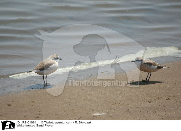Weistirn-Regenpfeifer / White-fronted Sand Plover / RS-01091