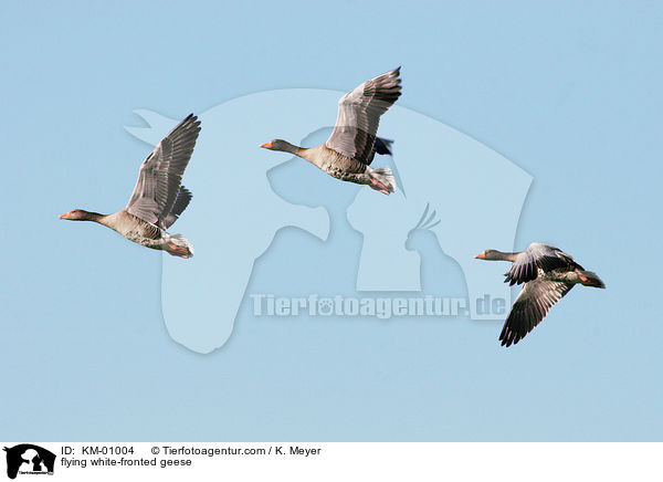 fliegende Blessgnse / flying white-fronted geese / KM-01004