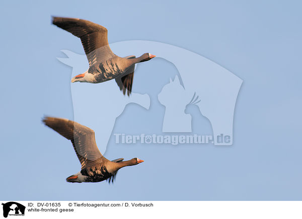 white-fronted geese / DV-01635