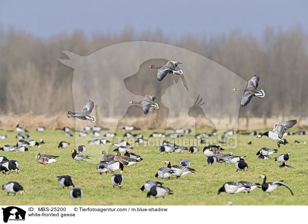 white-fronted geese / MBS-25200