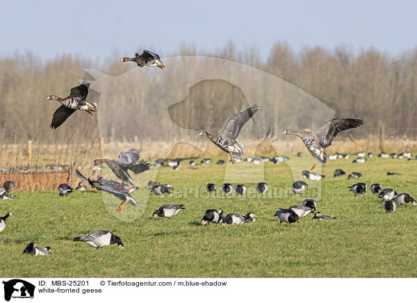 white-fronted geese / MBS-25201
