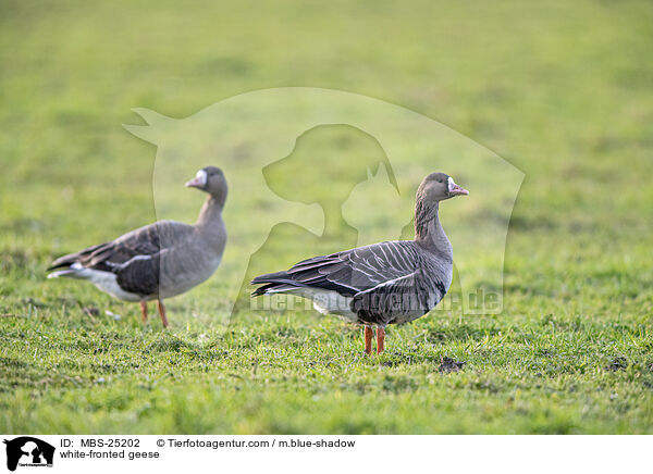 white-fronted geese / MBS-25202