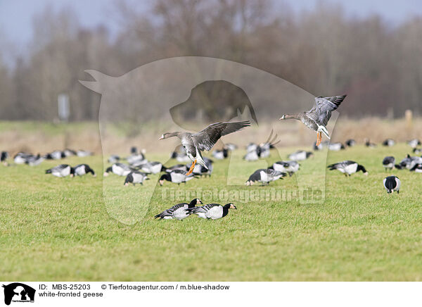 white-fronted geese / MBS-25203