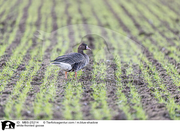 white-fronted goose / MBS-25214