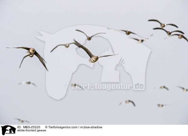 white-fronted geese / MBS-25220