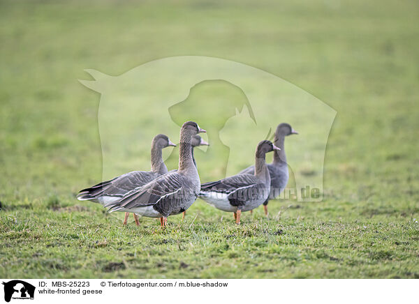 white-fronted geese / MBS-25223