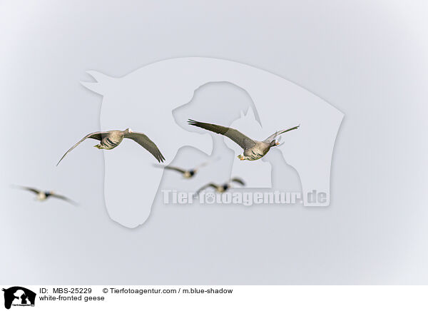 white-fronted geese / MBS-25229