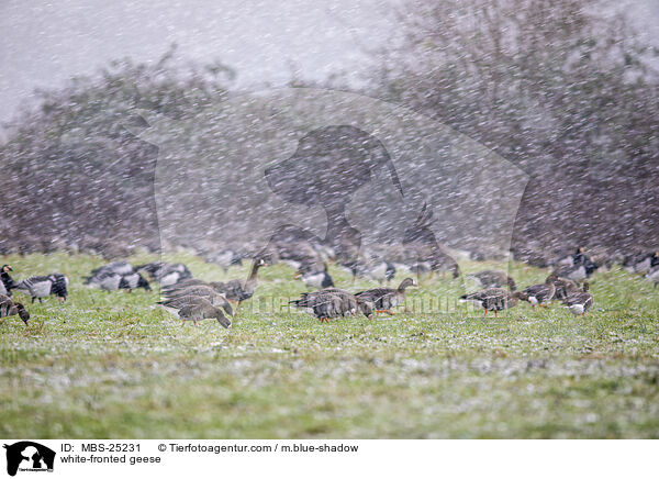 white-fronted geese / MBS-25231