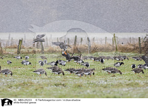 white-fronted geese / MBS-25233