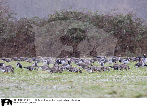 white-fronted geese / MBS-25234