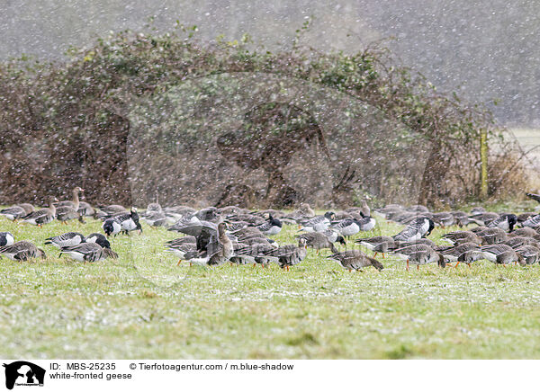 white-fronted geese / MBS-25235