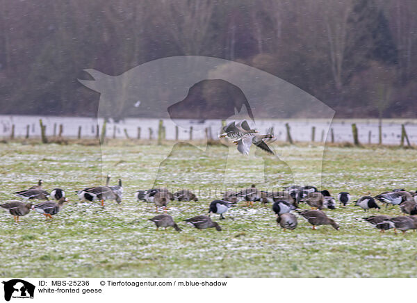 white-fronted geese / MBS-25236