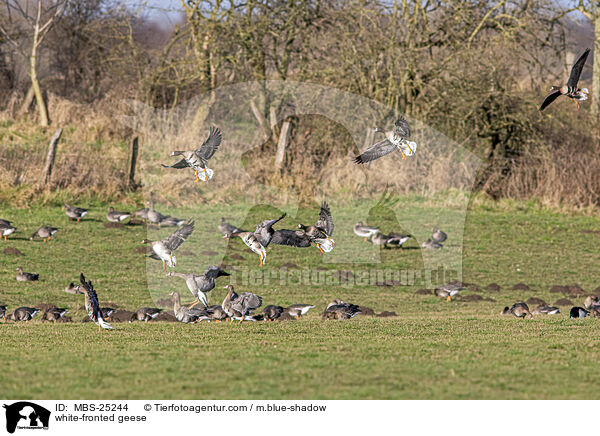 white-fronted geese / MBS-25244