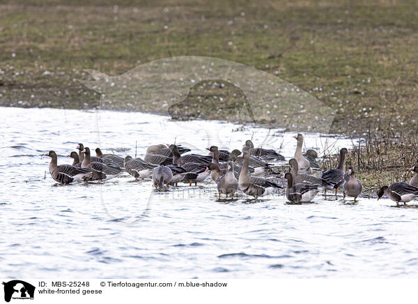 white-fronted geese / MBS-25248