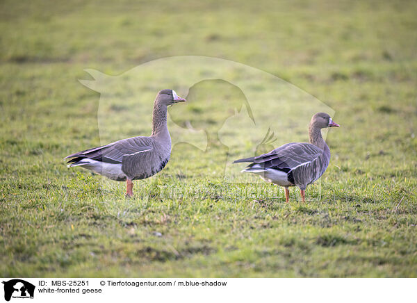white-fronted geese / MBS-25251
