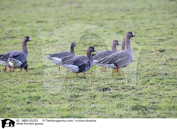 white-fronted geese / MBS-25252